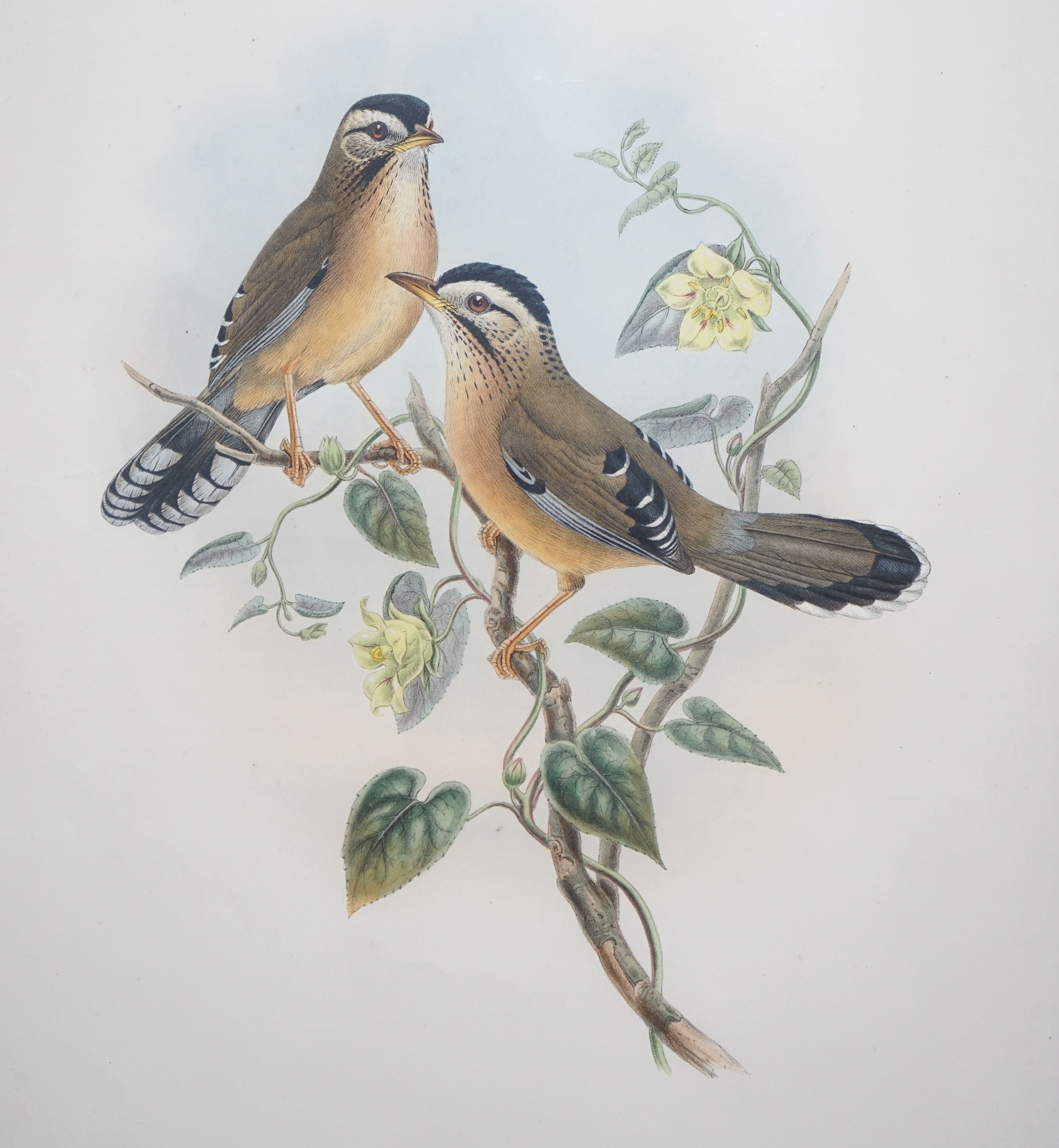 Walter & Cohn after Wolf and Richter (John Gould), 24 hand coloured lithographs from Gould's Birds of Great Britain, lithographs with hand-colouring on wove paper, 55 x 36cm, unframed and unmounted